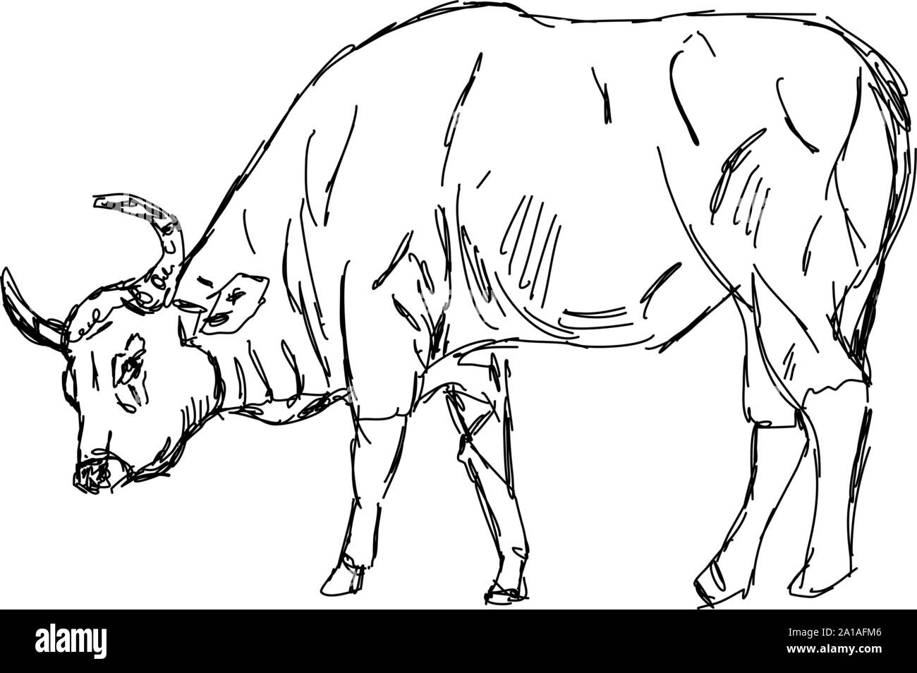 Disegno di bue, illustrazione vettore su sfondo bianco. Illustrazione Vettoriale