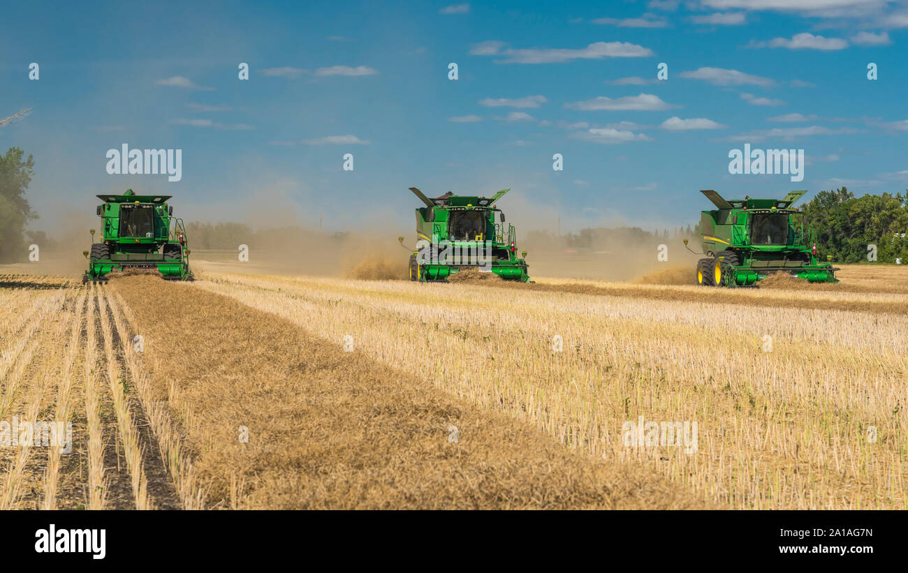 Tre combina la raccolta di canola su un campo del Froese agriturismo vicino a Winkler, Manitoba, Canada. Foto Stock