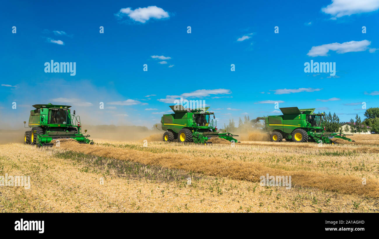 Tre combina la raccolta di canola su un campo del Froese agriturismo vicino a Winkler, Manitoba, Canada. Foto Stock