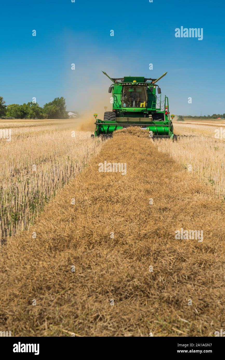 Raccolto di canola sul Froese agriturismo vicino a Winkler, Manitoba, Canada. Foto Stock