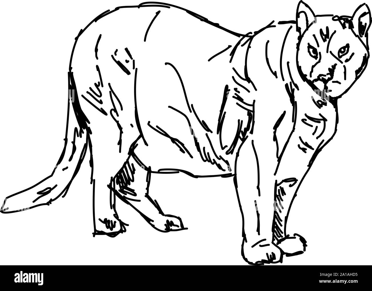 Puma disegno, illustrazione, vettore su sfondo bianco. Illustrazione Vettoriale