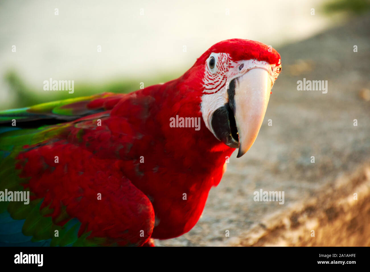 Red Macaw mezzo corpo shot Foto Stock