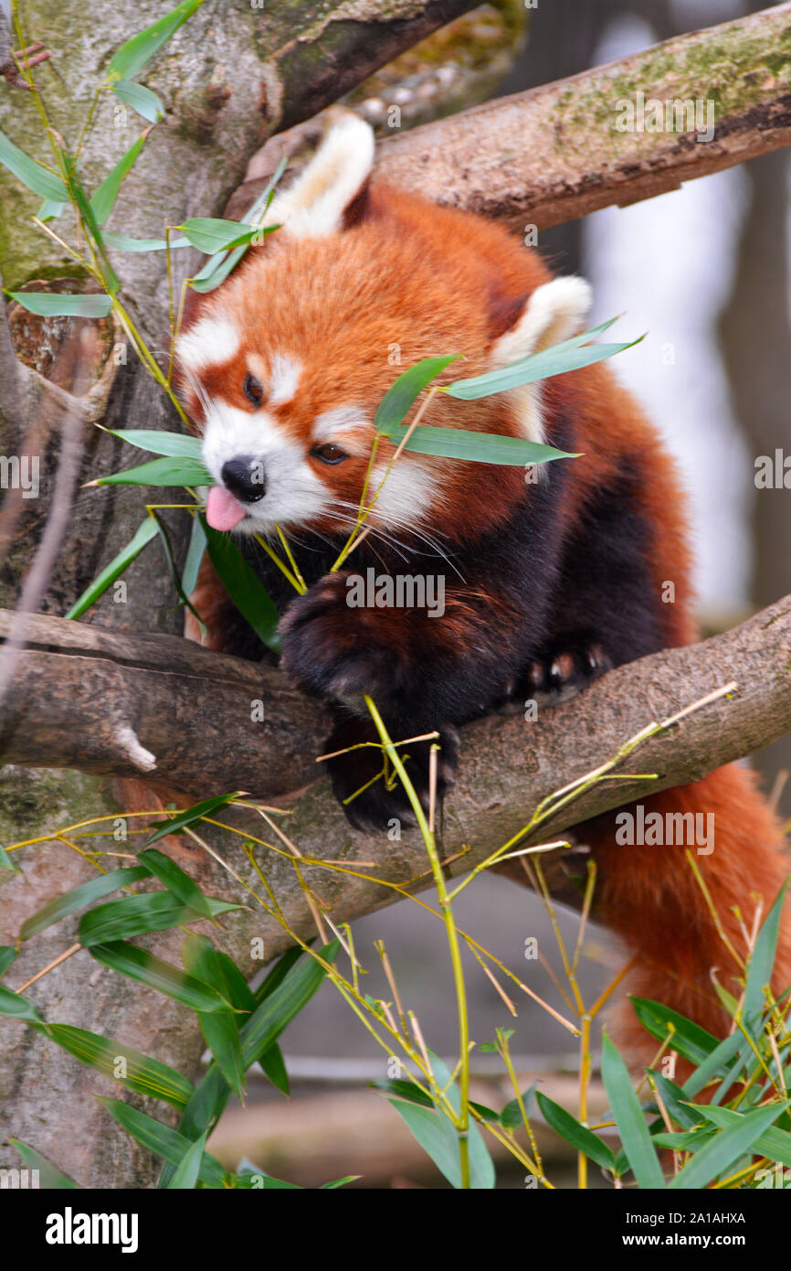 Un panda rosso su un ramo mangia il bambù Foto Stock