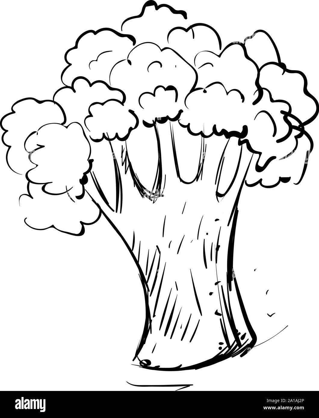 Disegno di broccoli, illustrazione vettore su sfondo bianco. Illustrazione Vettoriale