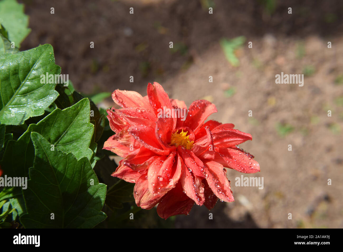 L'avvizzimento fiore rosso su una boccola in giardino Foto Stock