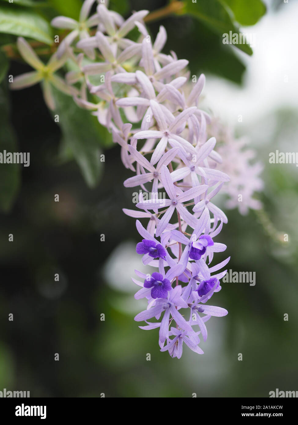 Fiore viola bouquet di cinque petali, come un petalo a 5 punte, la parte superiore dei petali sono Peloso Carta Di Sabbia Vine. Corona Viola Foto Stock