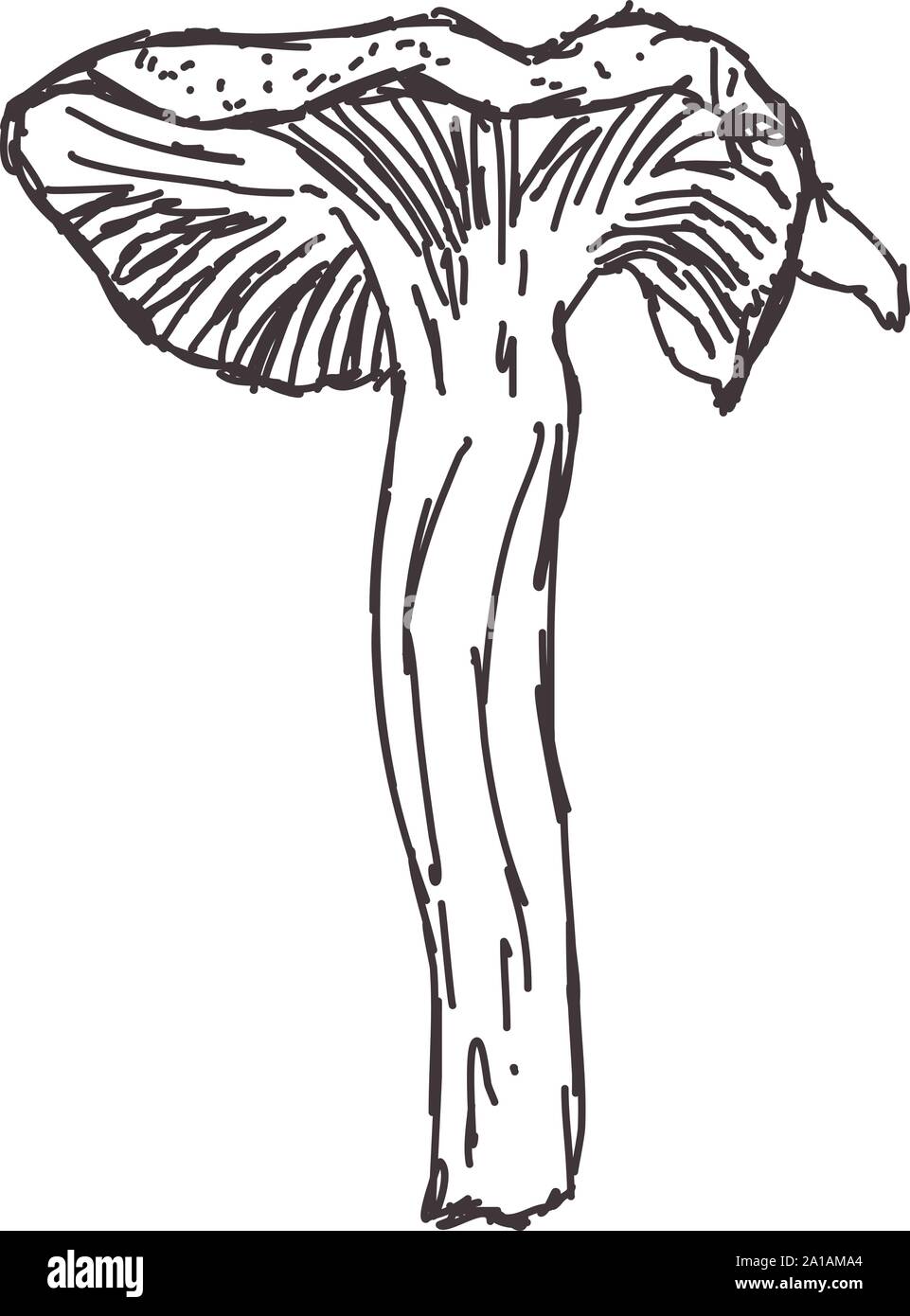 Disegno di fungo, illustrazione vettore su sfondo bianco. Illustrazione Vettoriale