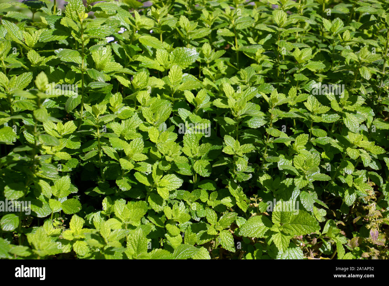 Melissa o melissa officinalis pianta nel sole autunnale, balsamo Menta comune o Melissa foglie verdi Foto Stock