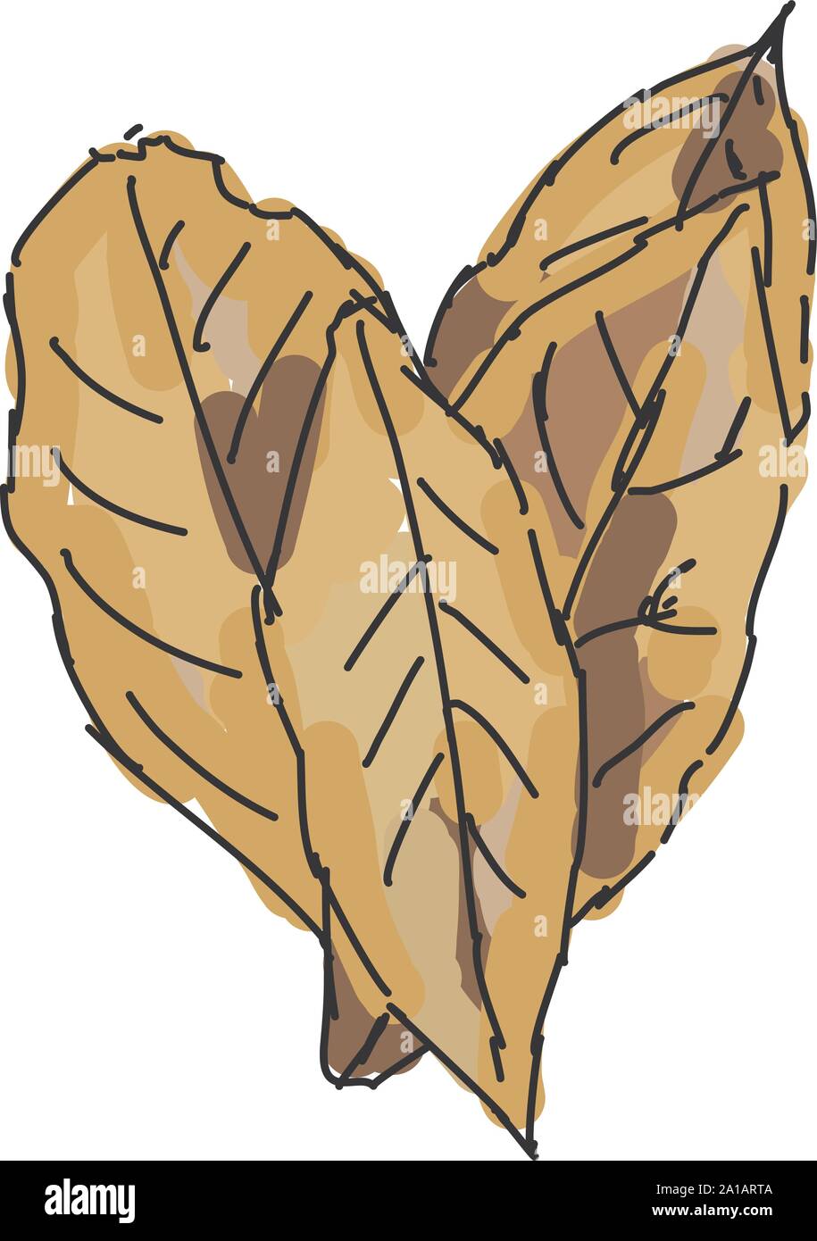 Foglie di alloro, illustrazione vettore su sfondo bianco. Illustrazione Vettoriale