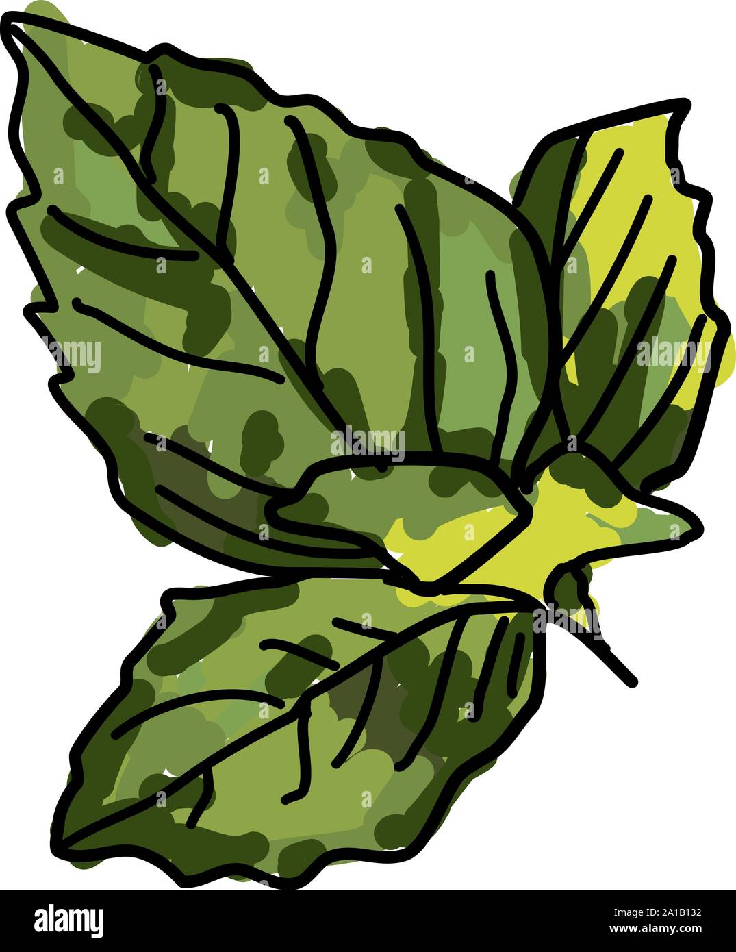 Il verde del basilico, illustrazione vettore su sfondo bianco. Illustrazione Vettoriale