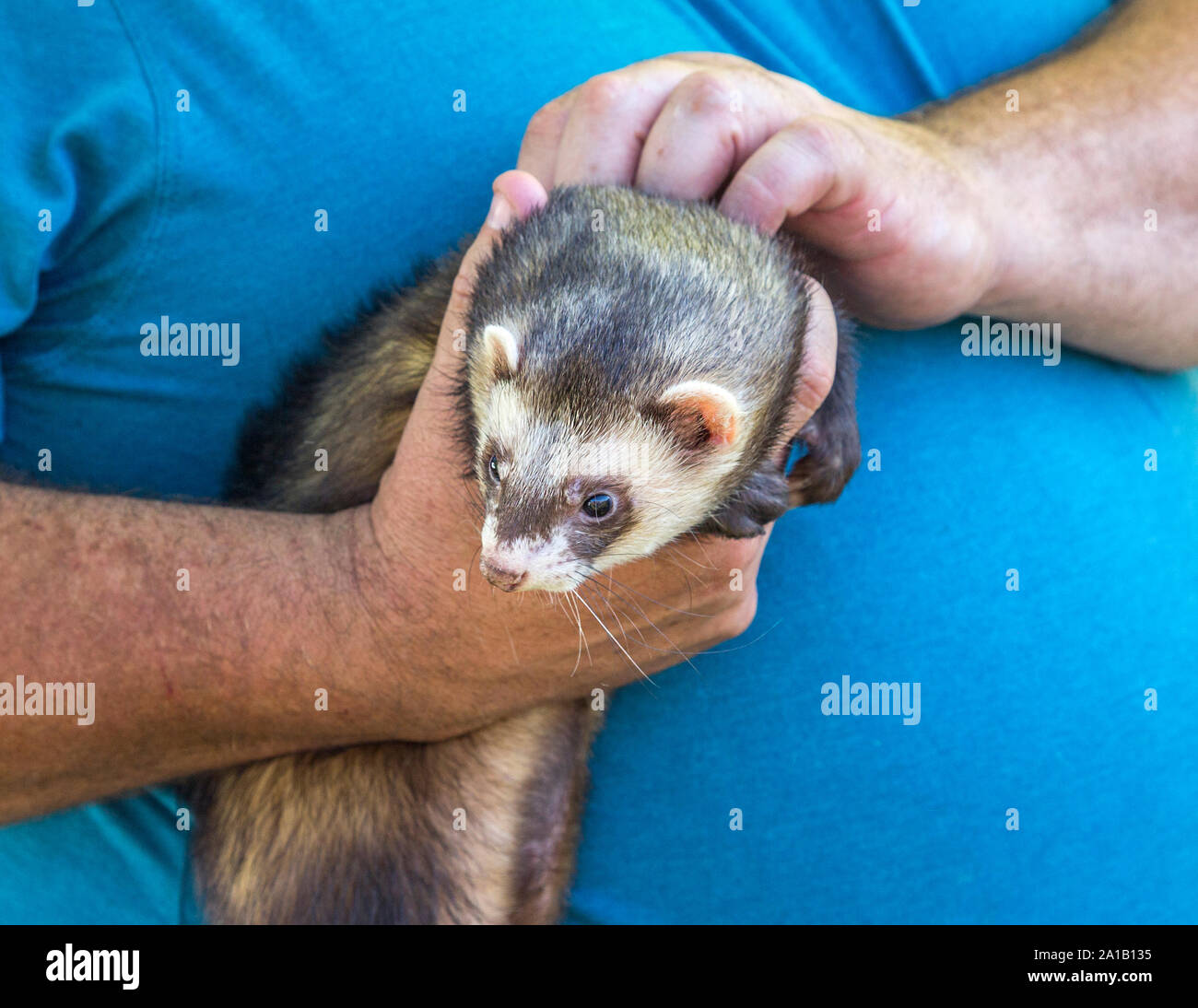 Dettaglio di un uomo con le mani in mano tenendo un furetto. Foto Stock