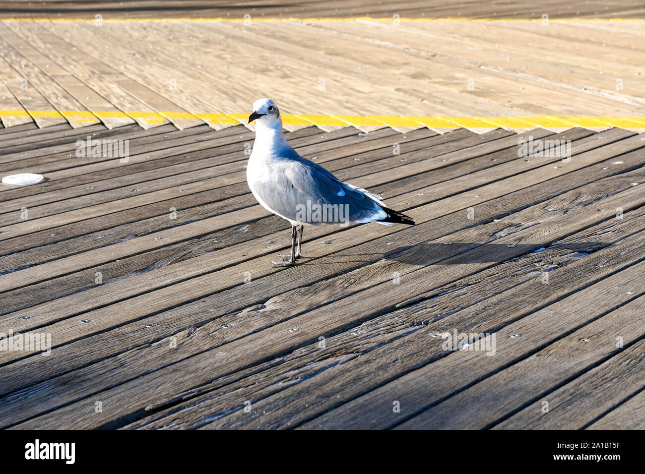 Seagull passeggiate sul lungomare di Atlantic City. Foto Stock