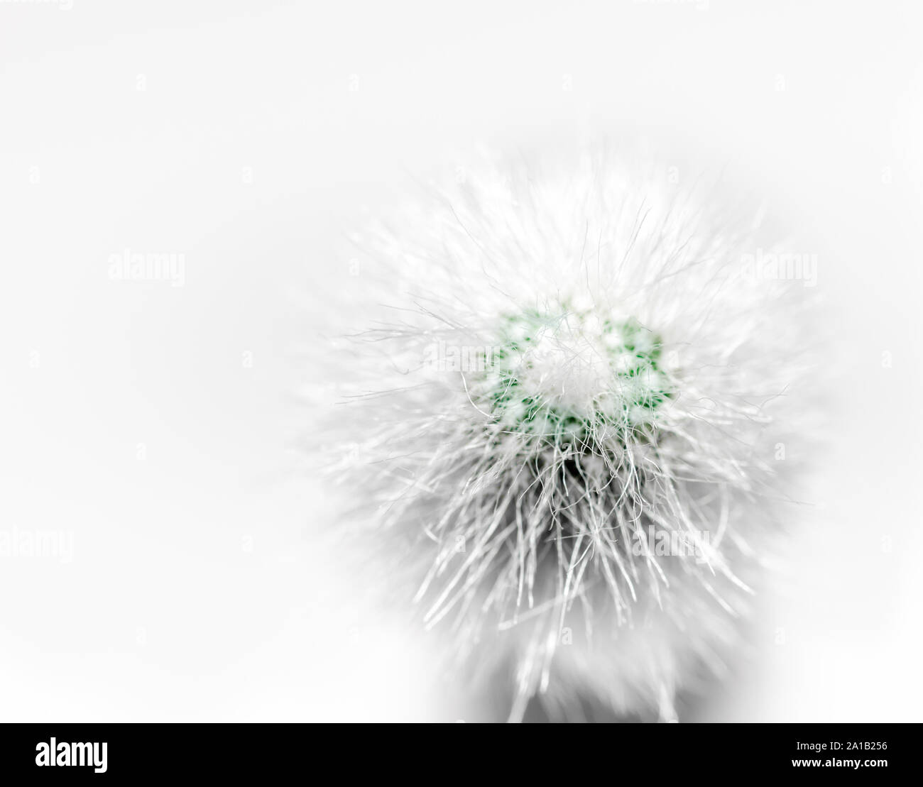 Soffici cactus con spine bianche macro su sfondo bianco closeup Foto Stock