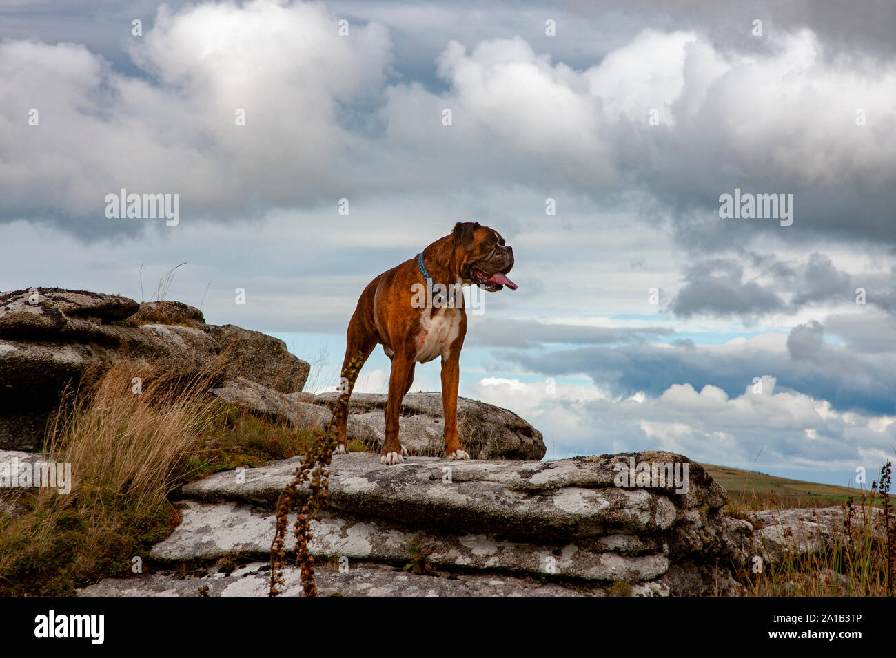 Hero shot del cane Boxer, rocce permanente su Bodmin Moor Foto Stock