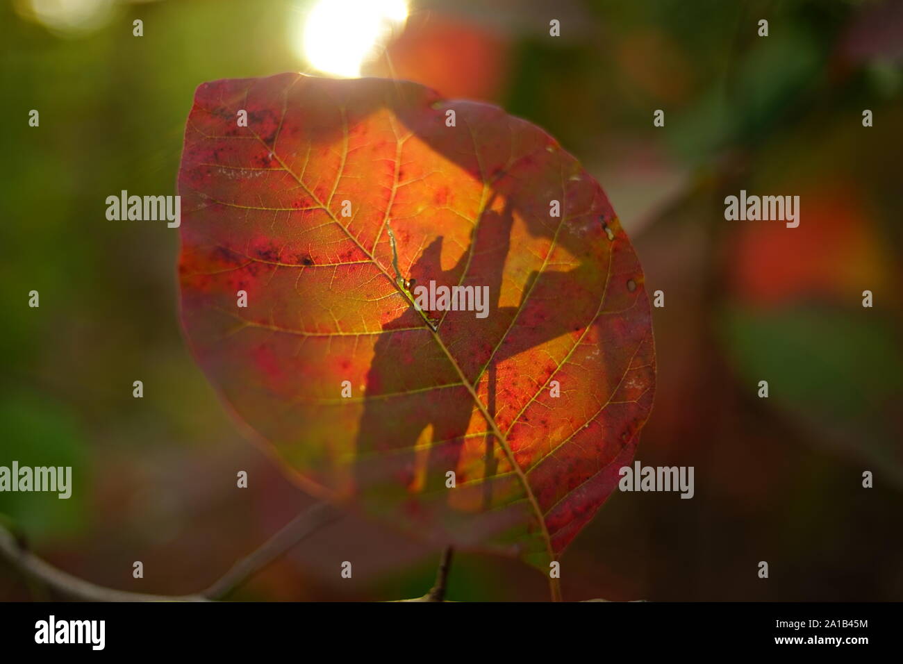 La Borgogna foglia sul ramo di un albero illuminato da luce solare, fotografia macro, soft il fuoco selettivo Foto Stock