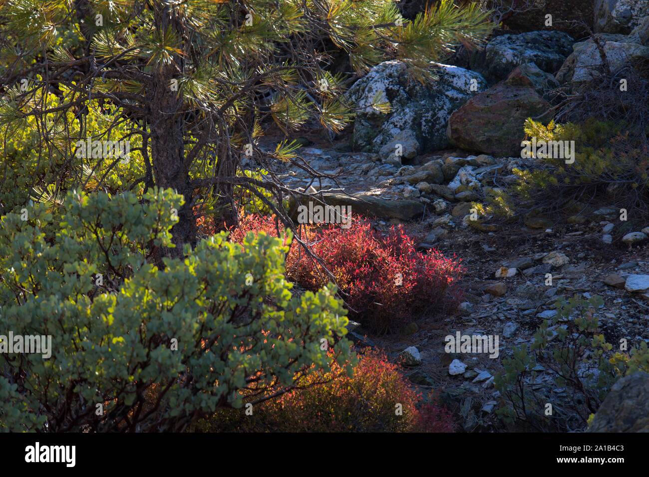 Un nativo huckleberry mostra i suoi colori autunnali in California della Sierra Nevada. Foto Stock