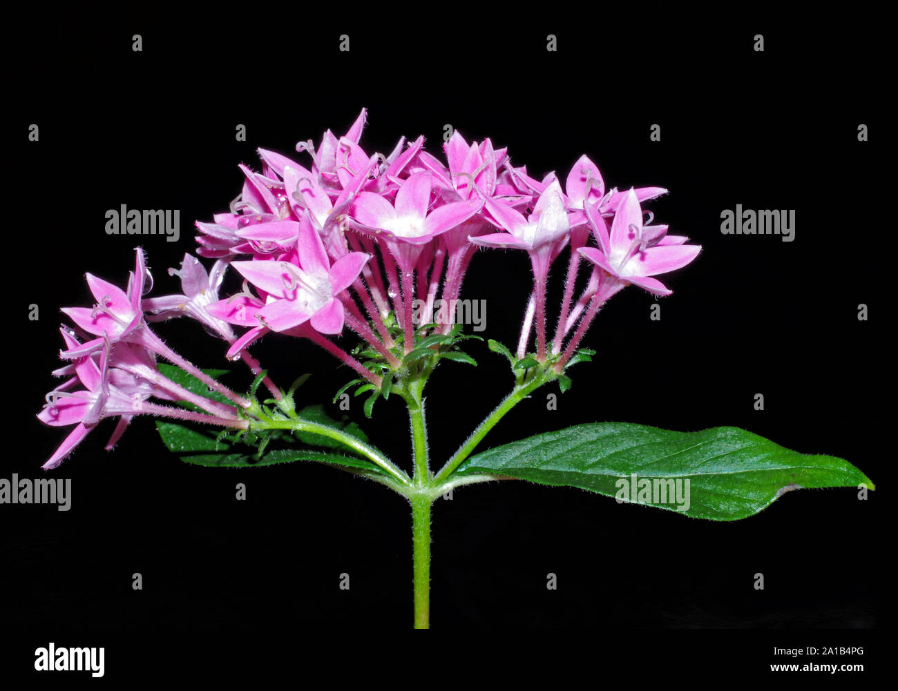 Rosa starcluster egiziano (pentas lanceolata) close-up Foto Stock