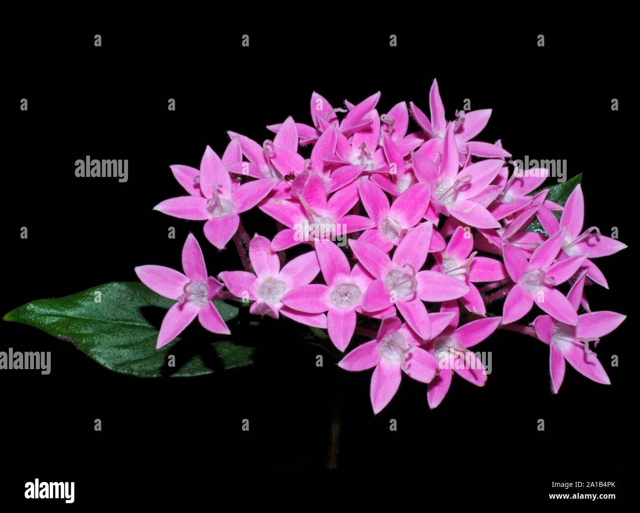 Rosa starcluster egiziano (pentas lanceolata) close-up Foto Stock