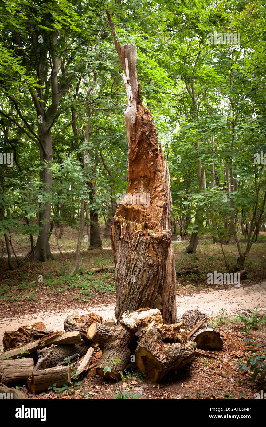 Albero rotto nella riserva naturale de Manteling vicino Oostkapelle sulla penisola di Walcheren, Zeeland, Paesi Bassi. abgebrochener Baum Naturschutzge im Foto Stock