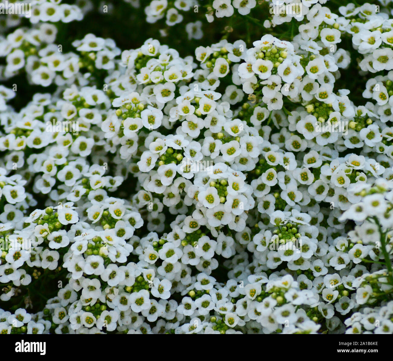 Sweet Alyssum / dolce Alison Lobularia maritima bianco e fiori di colore giallo Foto Stock