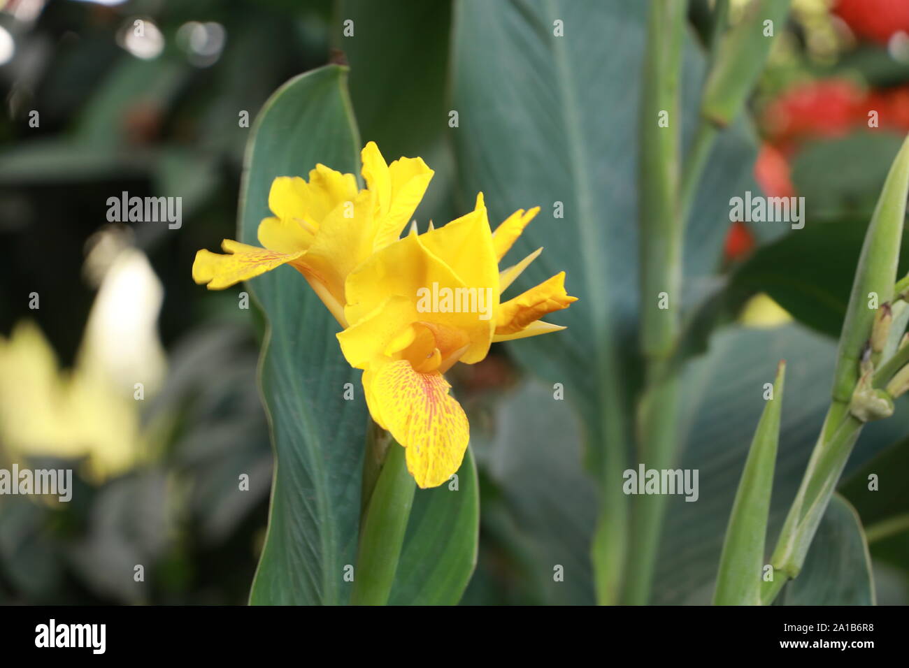Bellissimo fiore giallo Foto Stock