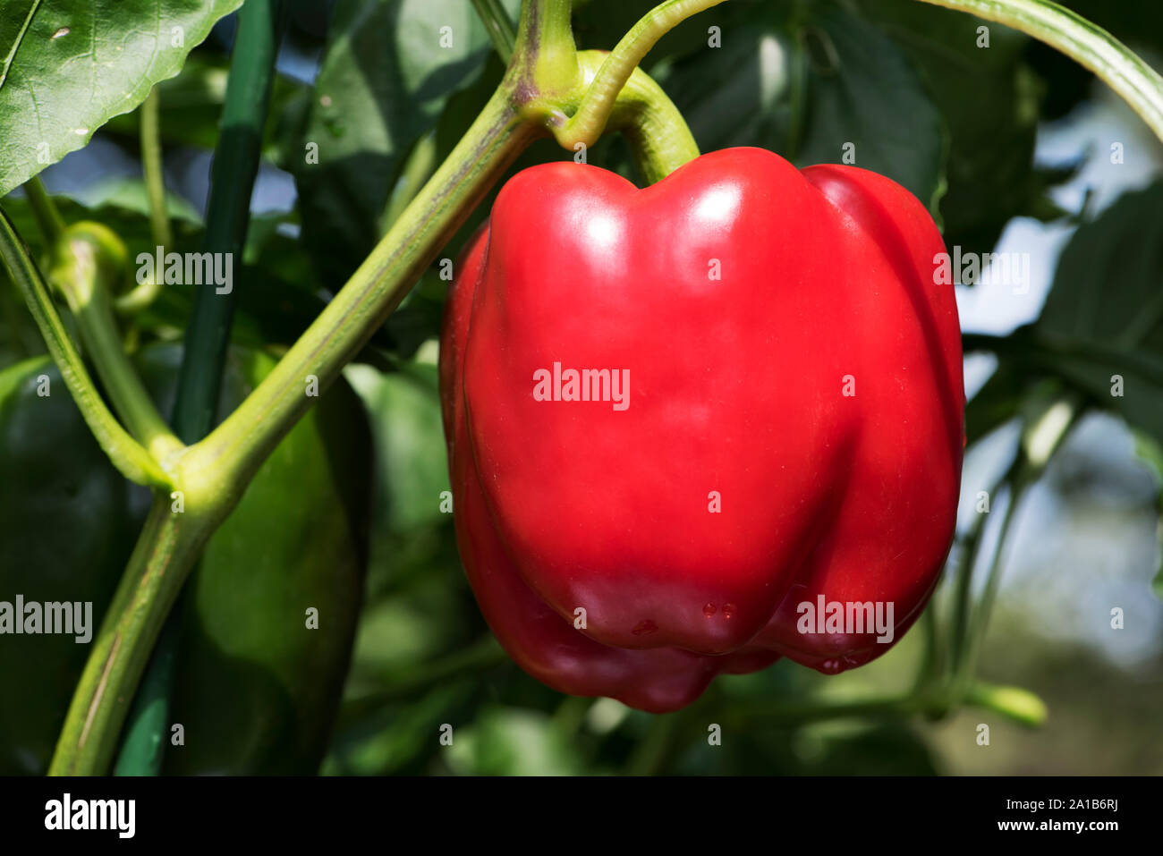 Primo piano di un appetitoso peperone rosso su una pianta. Foto Stock