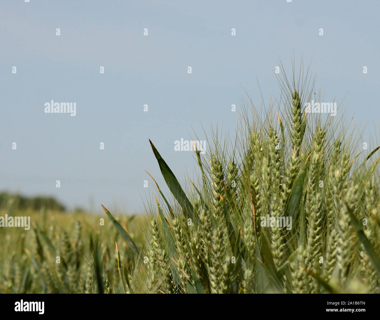 Coltivazione di grano immagine orizzontale, agricoltura britannica, il paesaggio agricolo Foto Stock
