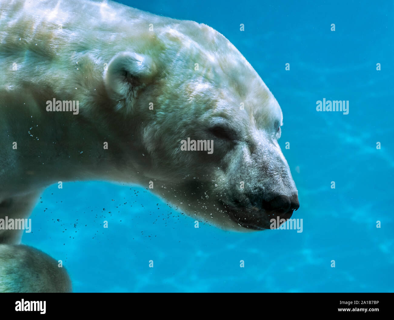Orso polare (Ursus maritimus / Thalarctos maritimus) nuoto sott'acqua Foto Stock