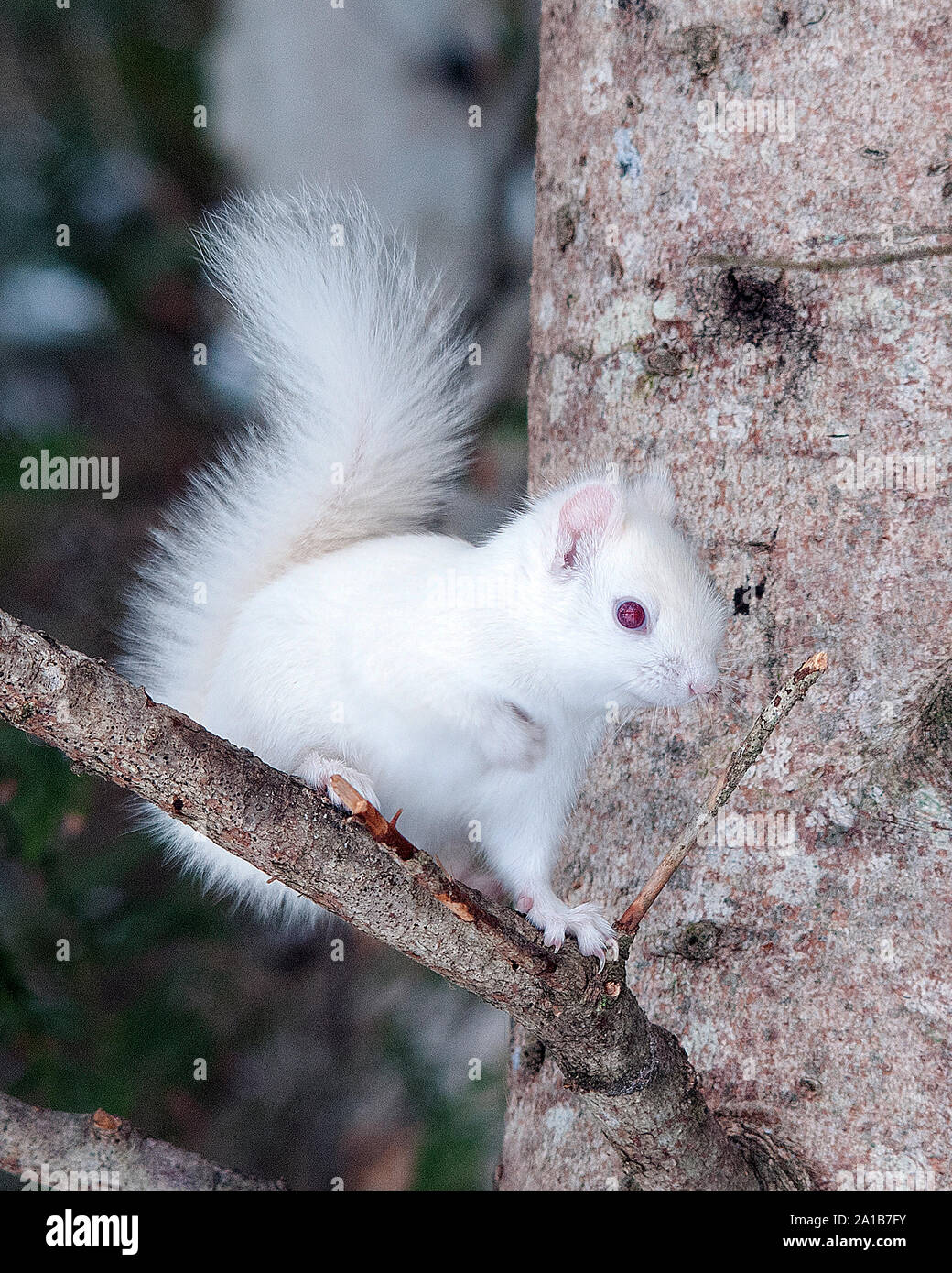 Albino Squirrel seduto su un ramo d'albero nella foresta un primo piano che mostra il suo bel corpo, testa, occhi rossi, orecchie rosa e godere dei suoi dintorni Foto Stock