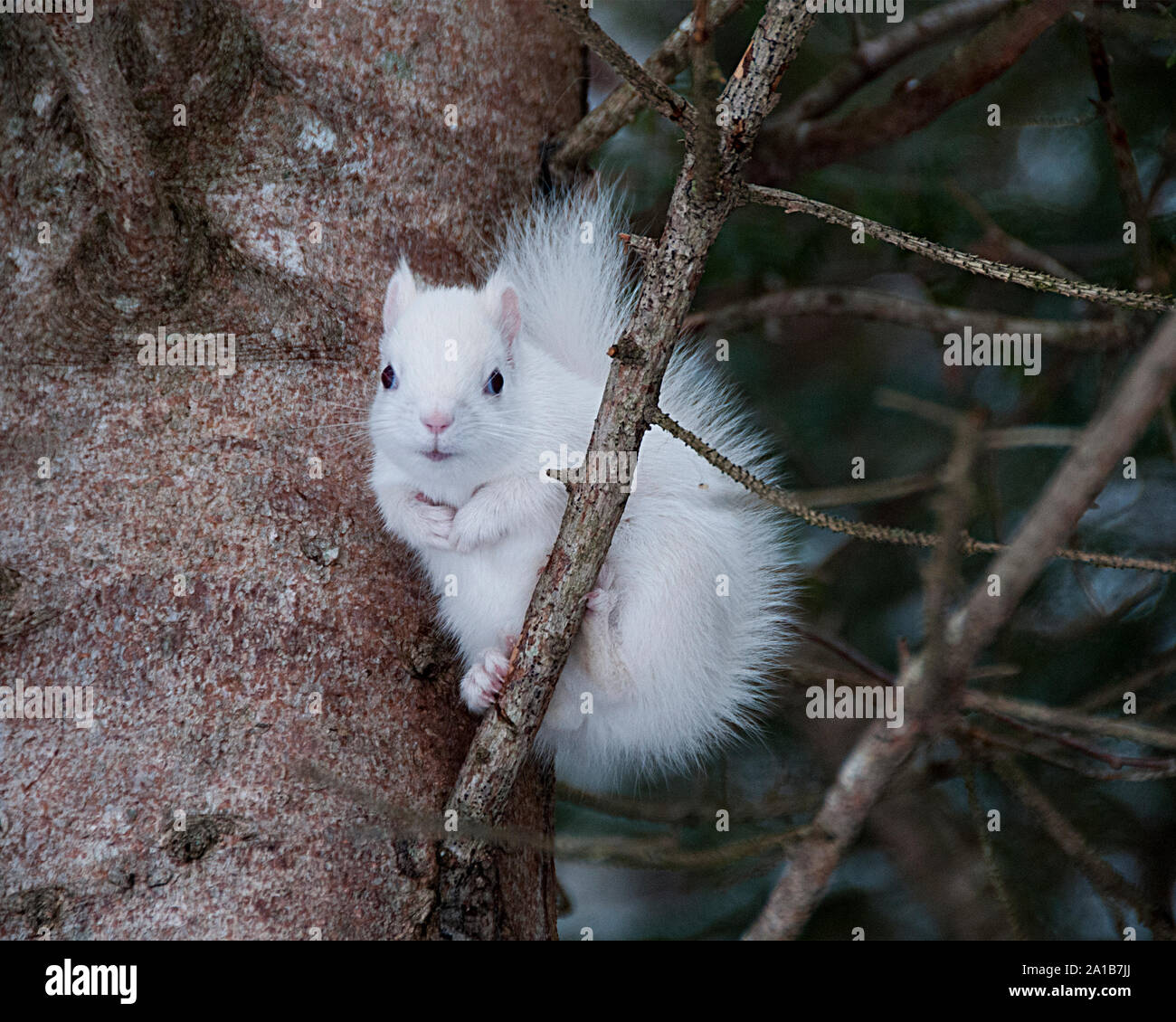 Albino Squirrel seduto su un ramo di albero nella foresta un primo piano che mostra il suo bel corpo, testa, occhi rossi, orecchie rosa e godendo il suo habitat. Foto Stock