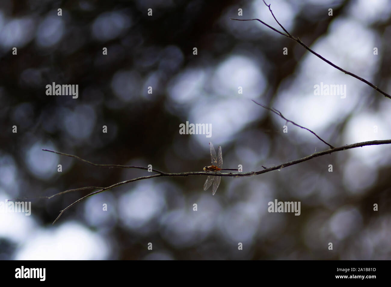 Dragonfly sul ramo Foto Stock