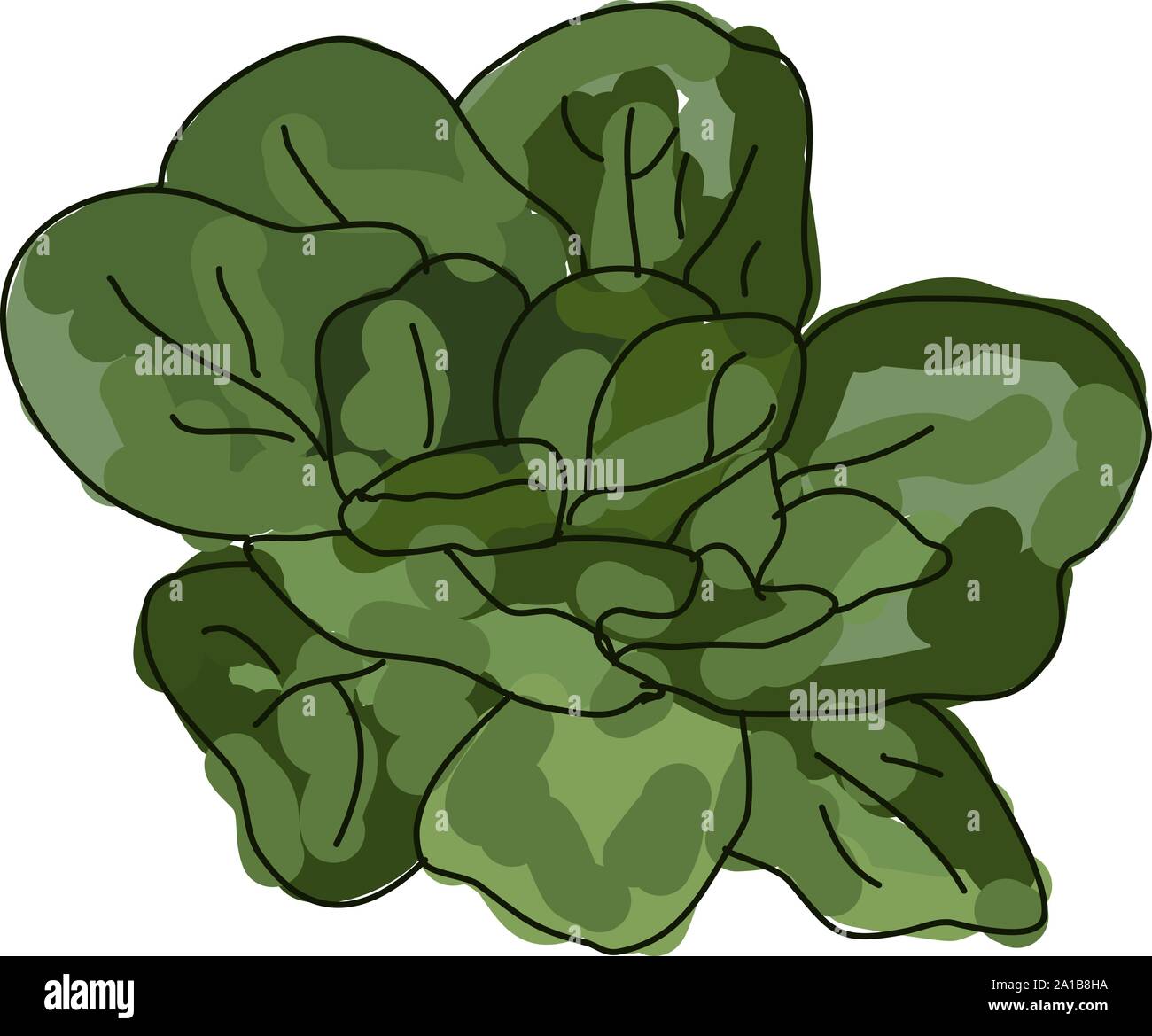 Spinaci freschi, illustrazione vettore su sfondo bianco. Illustrazione Vettoriale