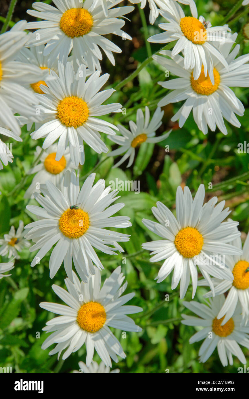 Bianco Fiori Aster, eventualmente l'Alpine Aster, Aster alpinus. Foto Stock