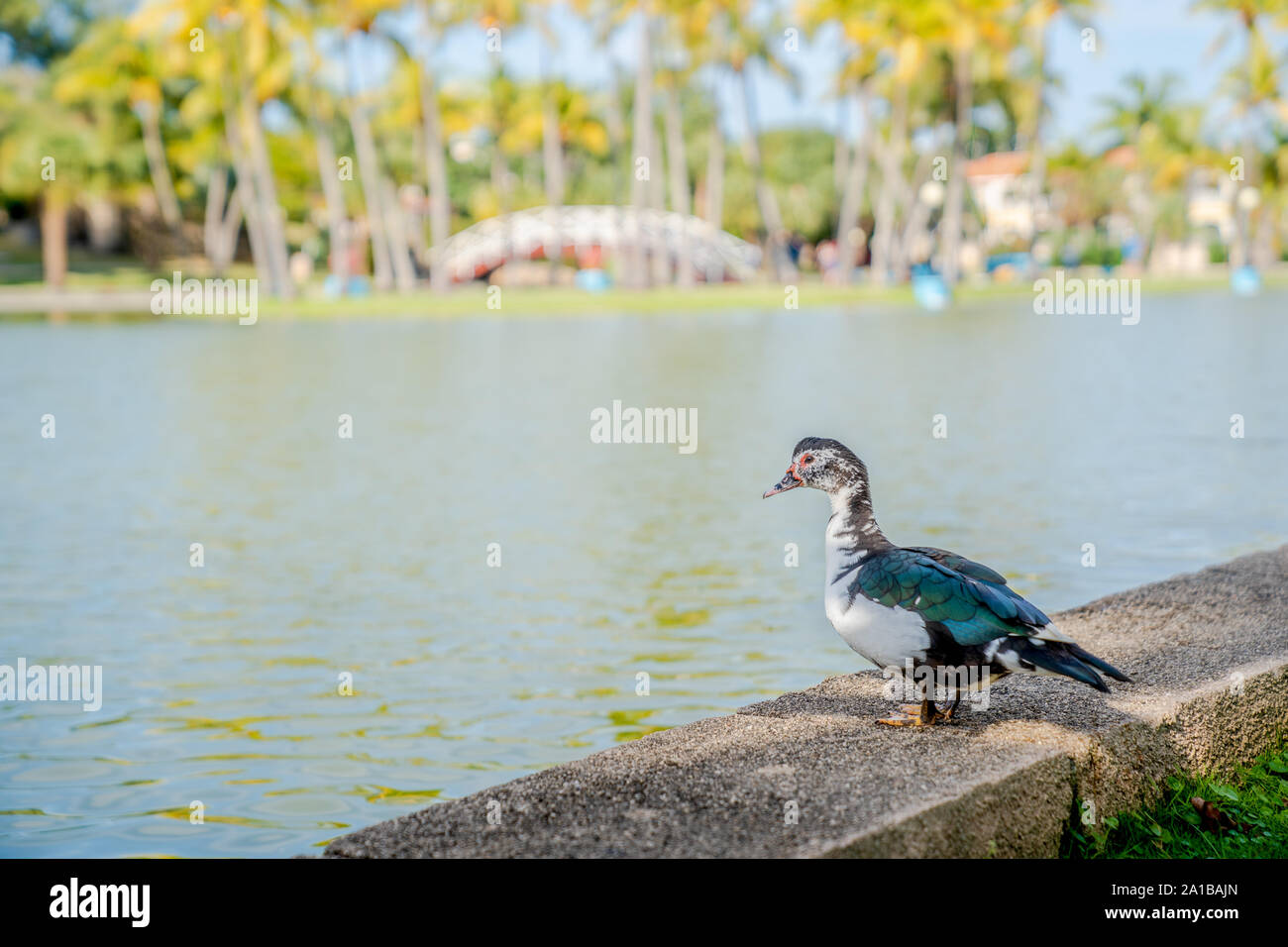 Anatra muta al Parco Josone, Varadero Cuba. Foto Stock