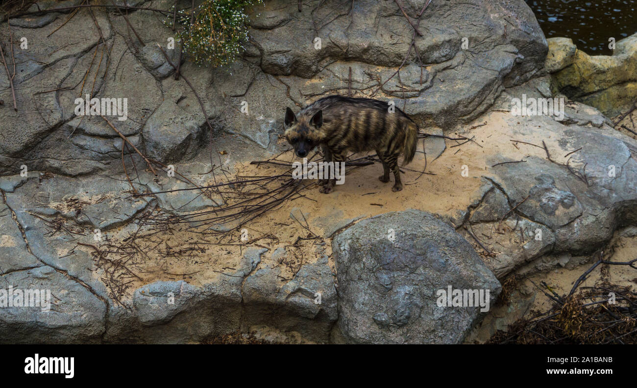 Striped Iena sulle rocce Foto Stock