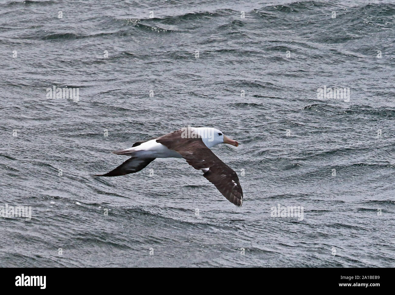 Nero-browed Albatross (Thalassarche melanophris) sub-adulto in volo Stretto di Magellano, Cile Gennaio Foto Stock