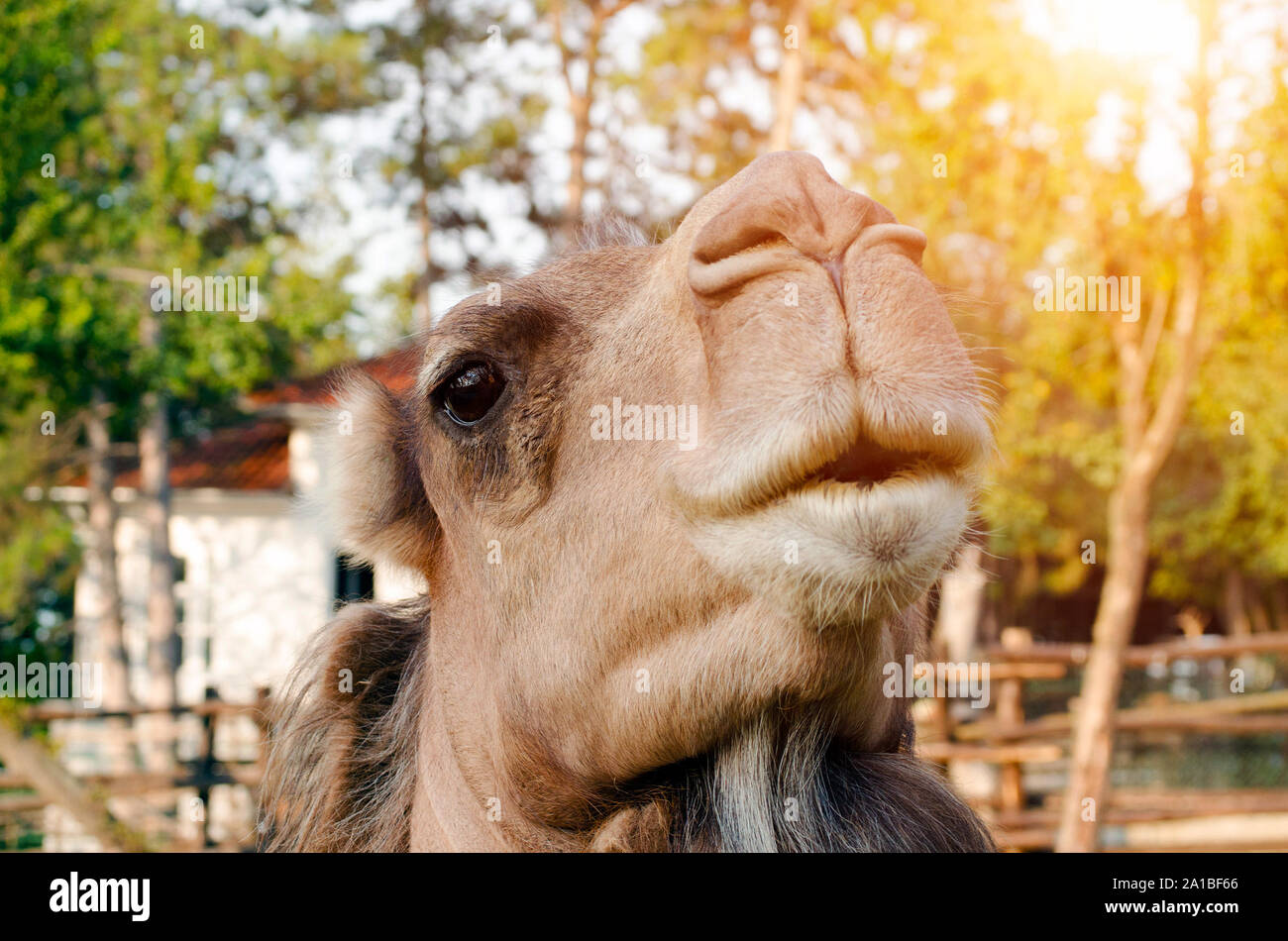 Divertente faccia di cammelli in zoo Foto Stock
