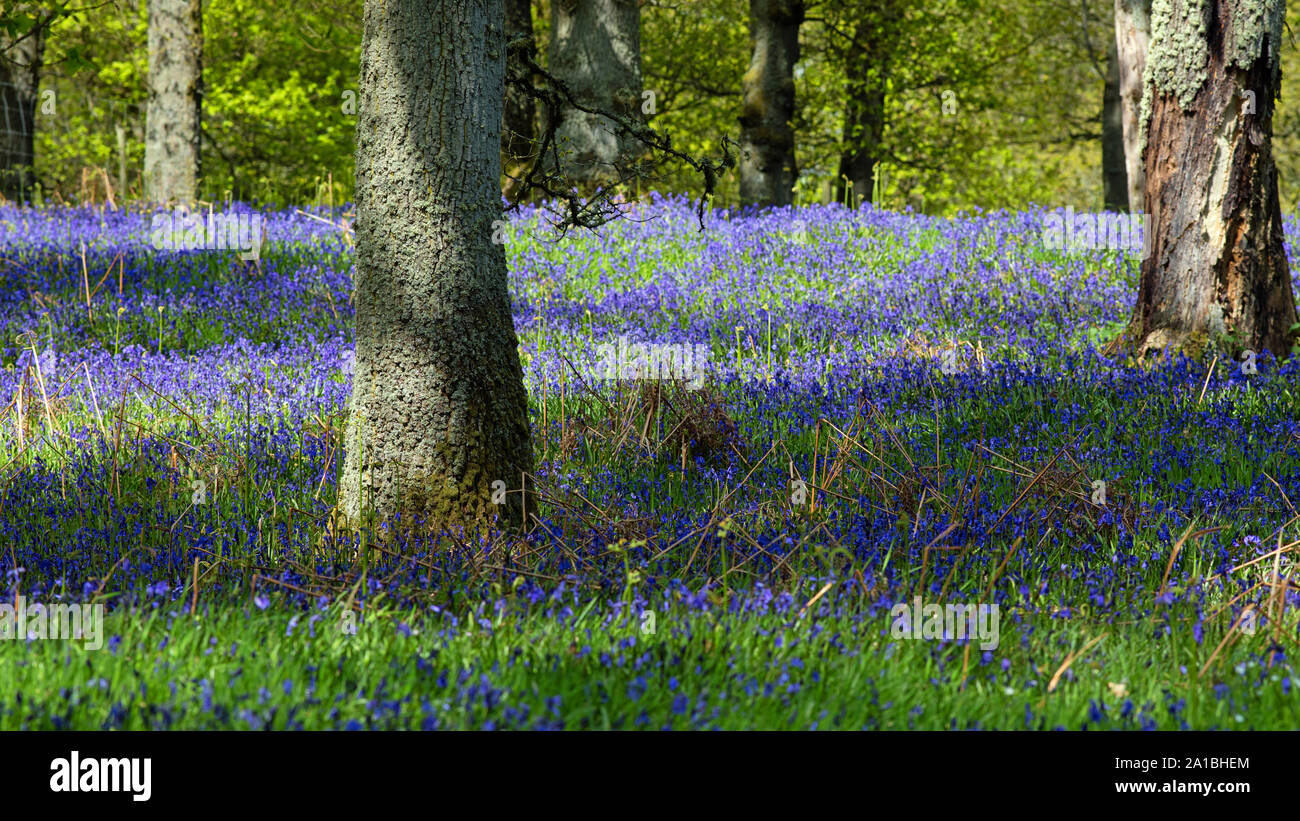 Scozzese bluebells nativo a The Bluebell legno, Kinclaven, da blairgowrie, Perthshire, Scotland, Regno Unito. Foto Stock