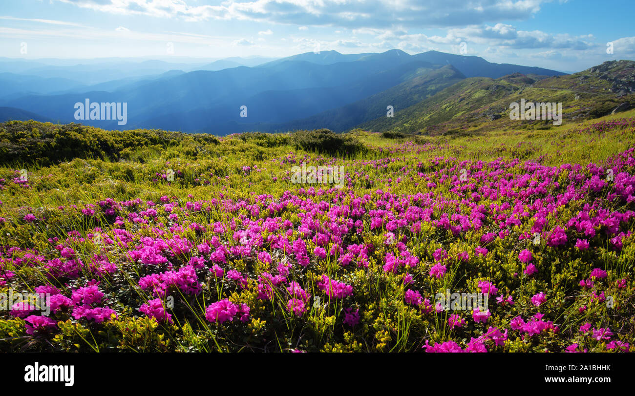 Rosa fiori di rododendro da montagne coperte di prato in estate Foto Stock