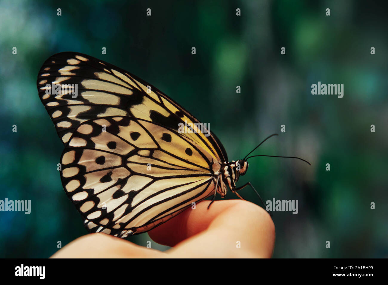 Stupenda farfalla all'aperto Foto Stock