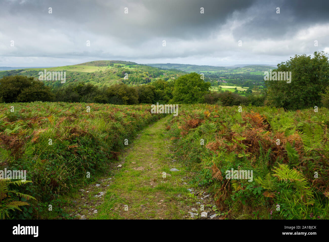 Sentiero lungo la Shute Shelve Hill nel Mendip Hills National Landscape, con un'oscillazione verso il basso, Somerset, Inghilterra. Foto Stock