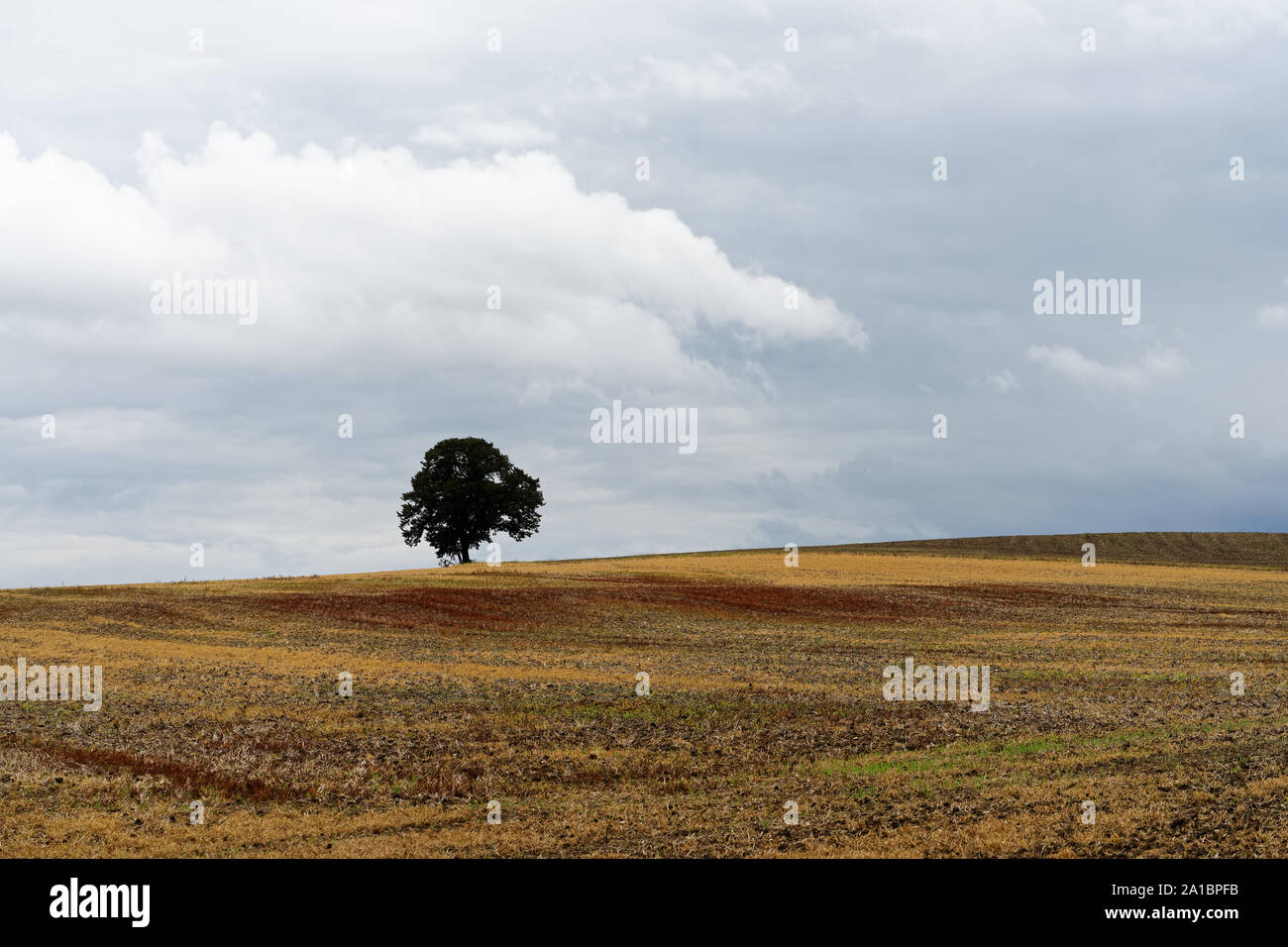 Albero solitario in un campo di raccolta, i colori autunnali, cielo nuvoloso - Location: Germania Foto Stock