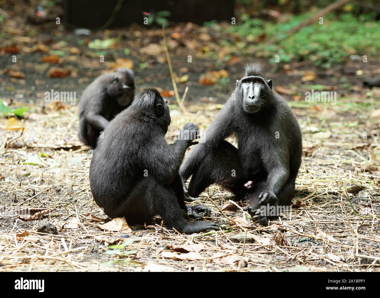 Primo piano di un gruppo di tre seduti scimmie macaco. Due animali in primo piano sembrano essere in comunicazione, una terza scimmia è seduto un po' essere Foto Stock