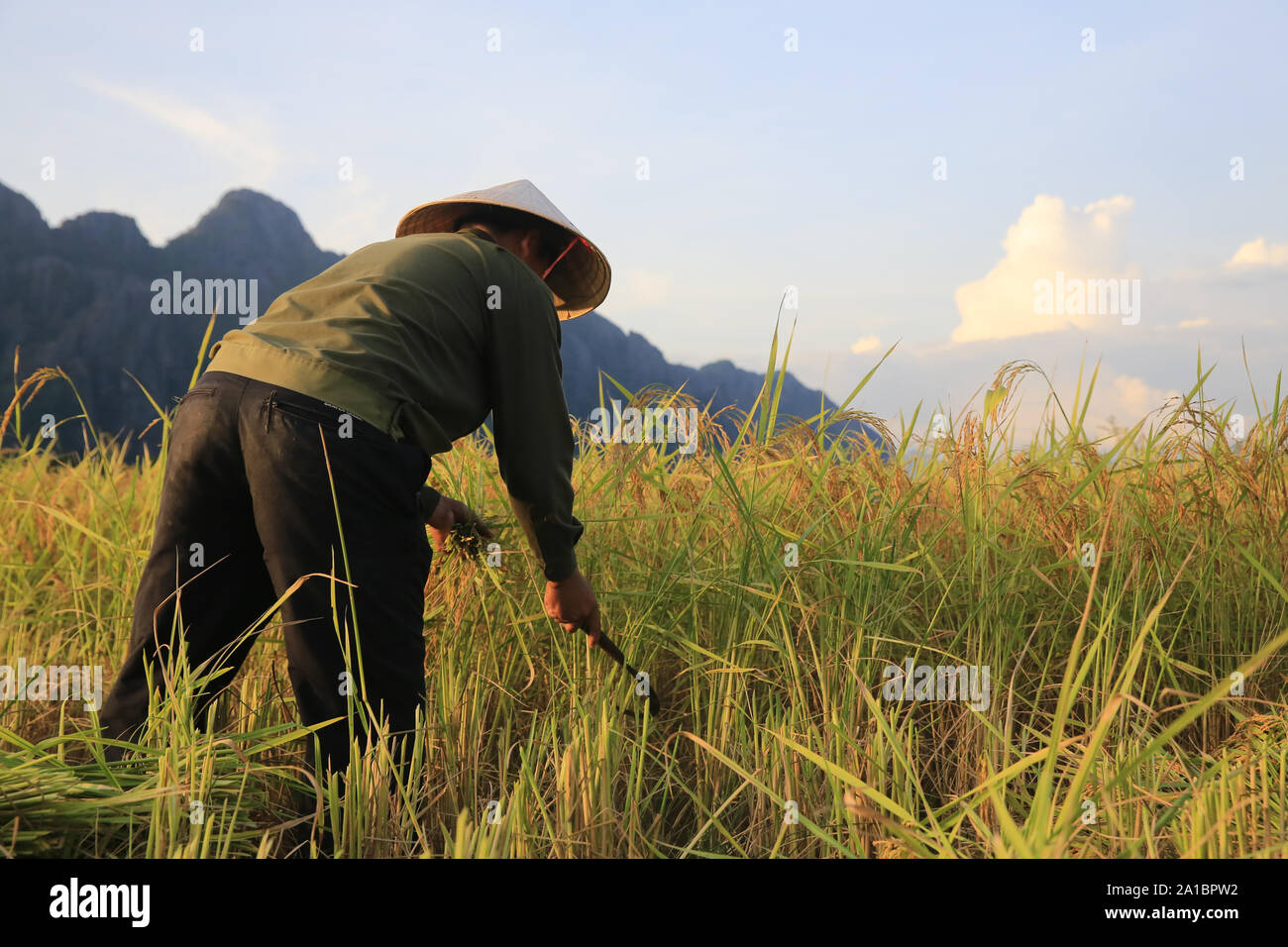 L'agricoltore che lavorano in campi di riso nel paesaggio rurale. Vang Vieng. Laos. Foto Stock