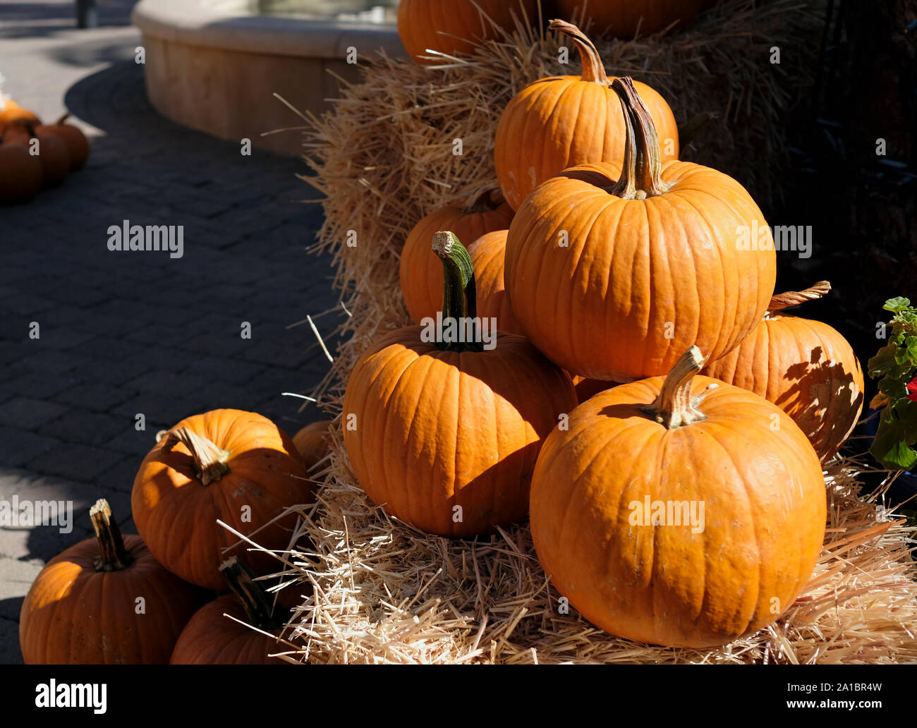 Rendimento di grazie e di Halloween: Più zucche su e attorno a pile di fieno Foto Stock