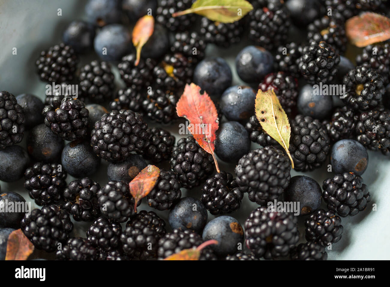 Prugnolo o prugnoli, Prunus spinosa, e le loro foglie con more, Rubus fruticosus, che sono state foraged da una siepe. Il blackber Foto Stock