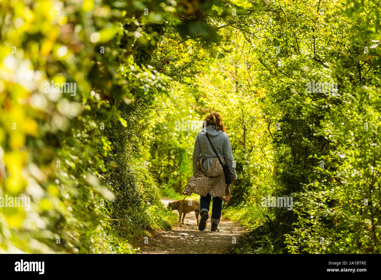 Persone camminare Bosherton laghi e stagni lilly, Bosherton, Pembrokeshire, Wales UK Foto Stock