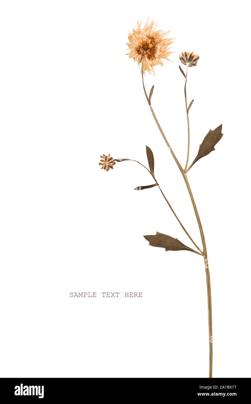 Pressate di estate corallo rosa fiore Foto Stock