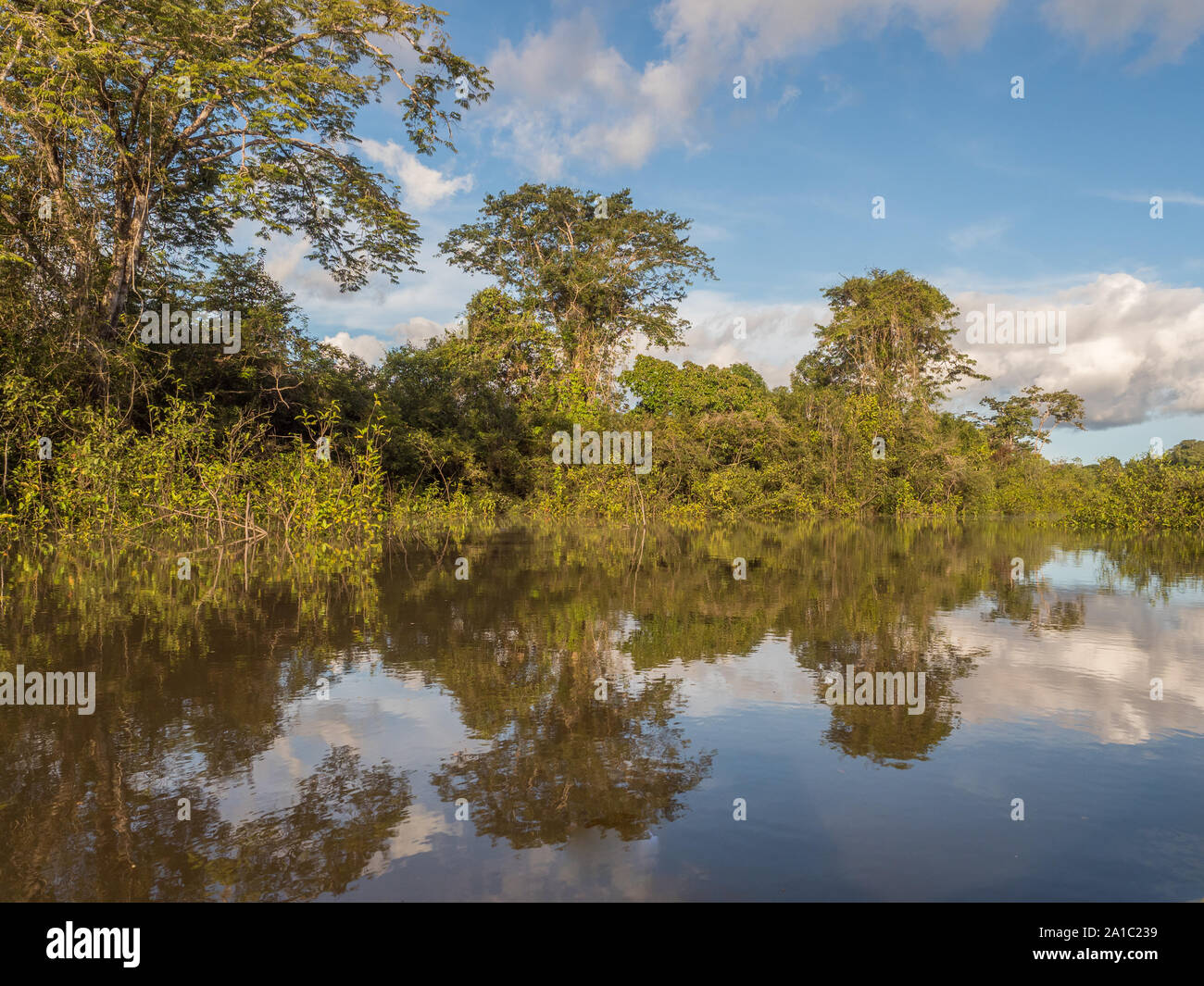 Vista della Laguna di Coati vicino al fiume Javari, tributario del fiume Rio delle Amazzoni, Amazonia. Selva sul confine del Brasile e Perù. Sud America. Foto Stock