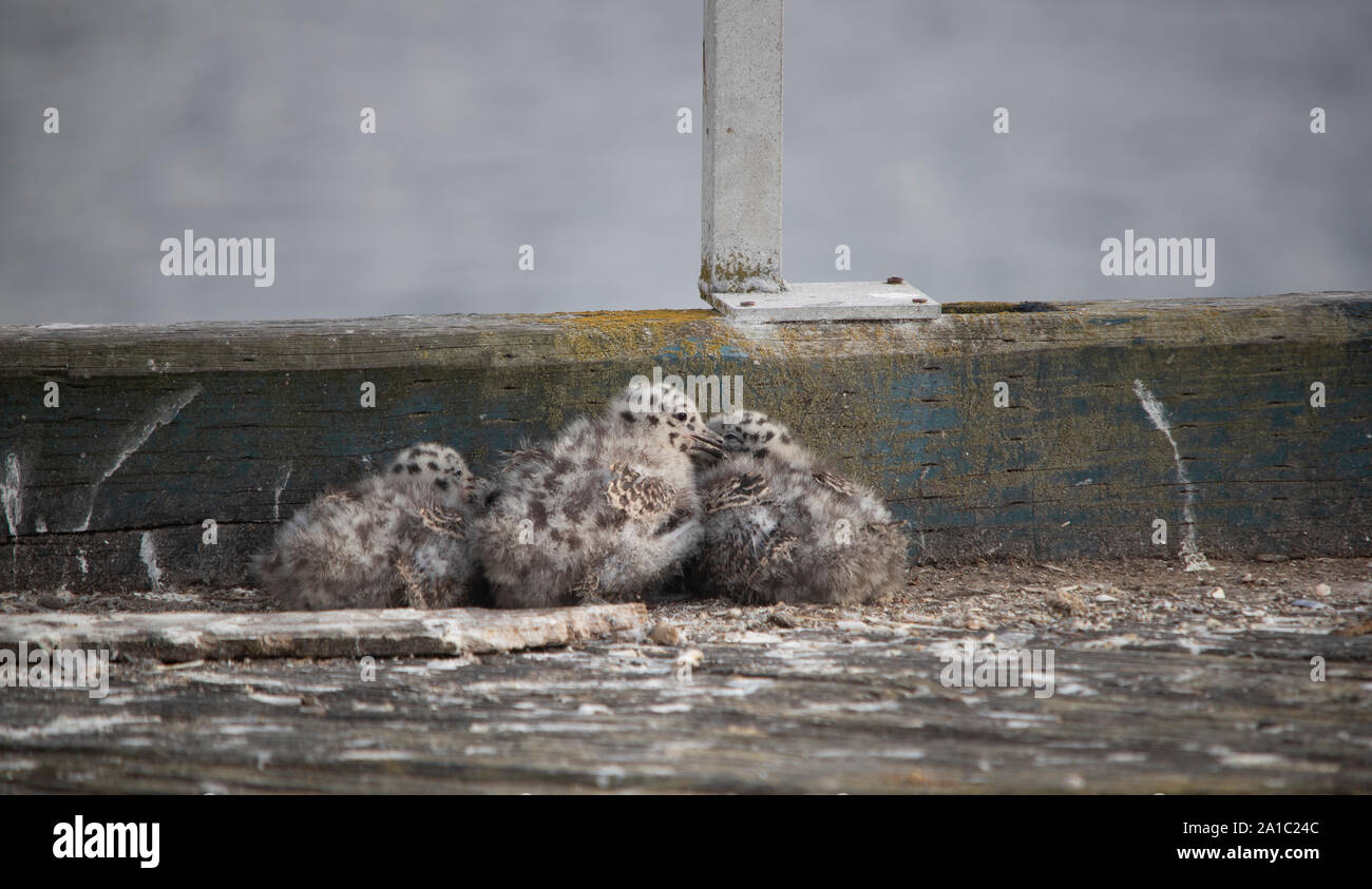 Tre sea gull pulcini huddle contro il freddo da un pontile railroad tie come i loro genitori lasciare ai pesci. Foto Stock